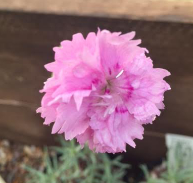 Dianthus 'Pikes Pink' 